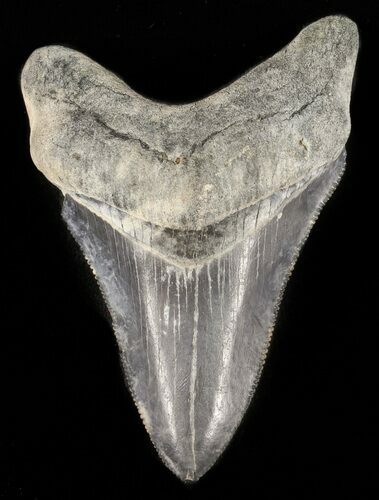Serrated,  Bone Valley Megalodon Tooth #47799